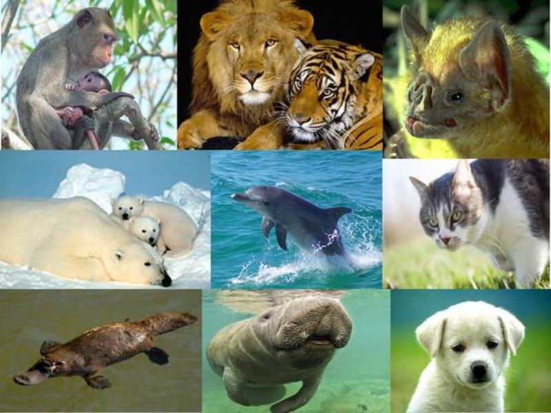 Animais mamiferos. puzzle