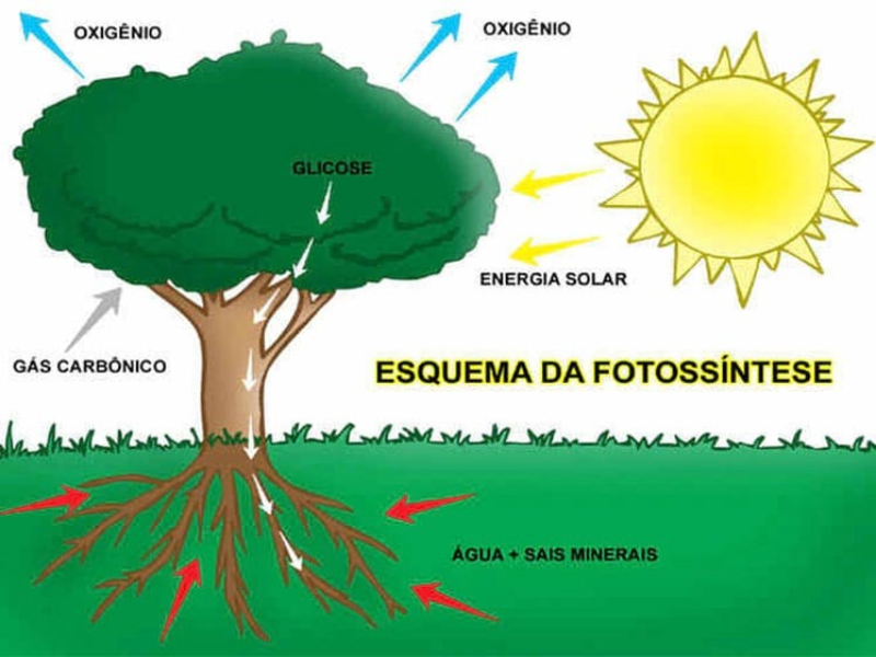 QUEBRA CABEÇA FOTOSSÍNTESE puzzle