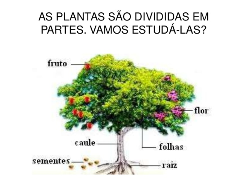 PARTES DAS PLANTAS puzzle