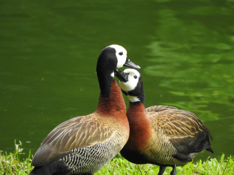 Aves da Lagoa da Pampulha: Irerê - Consominas Engenharia puzzle