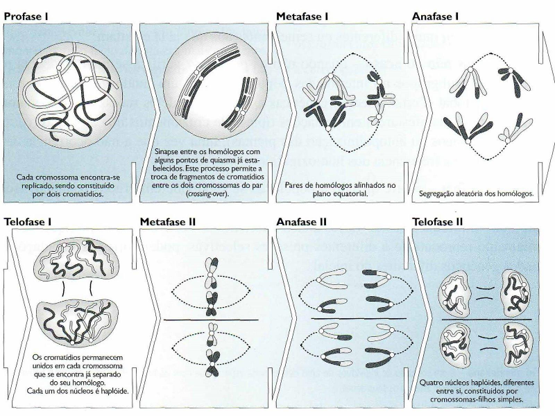 meiose puzzle