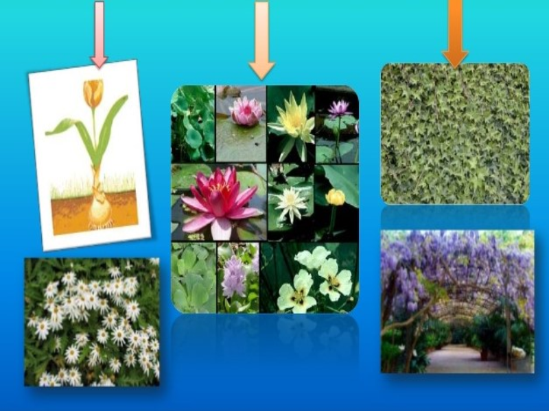 TIPOS DE PLANTAS puzzle