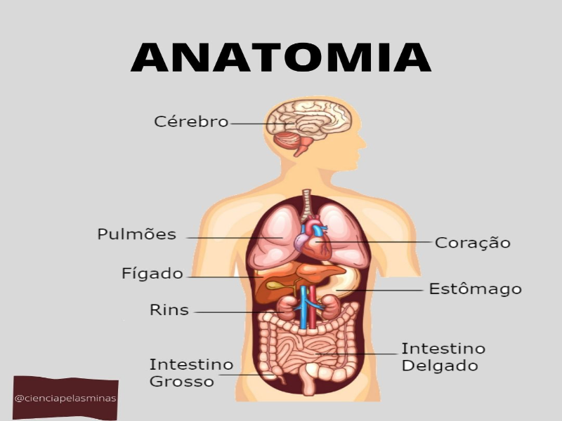 anatomia do corpo humano puzzle