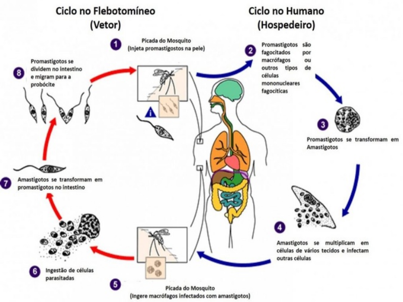 Ciclo biologico da Leshmaniose puzzle