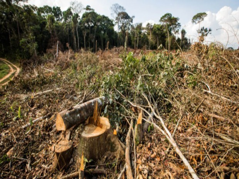 O DESMATAMENTO É A RETIRADA TOTAL OU PARCIAL DOS VEGETAIS DE UMA ÁREA. puzzle