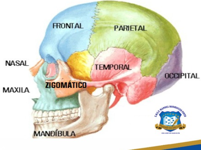 os ossos do crânio  puzzle