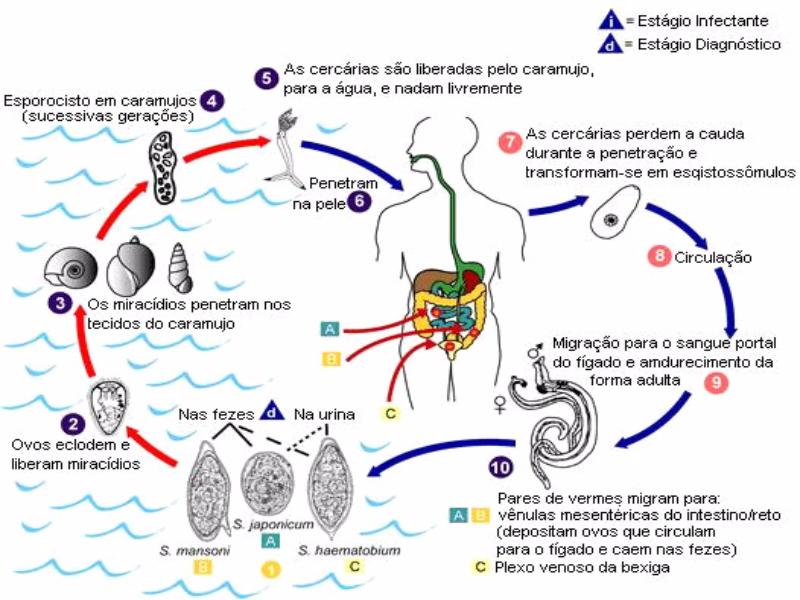 BPUPR- Angiostrongilíase puzzle