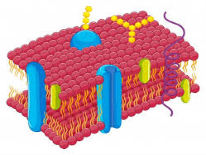 MEMBRANA PLASMÁTICA puzzle