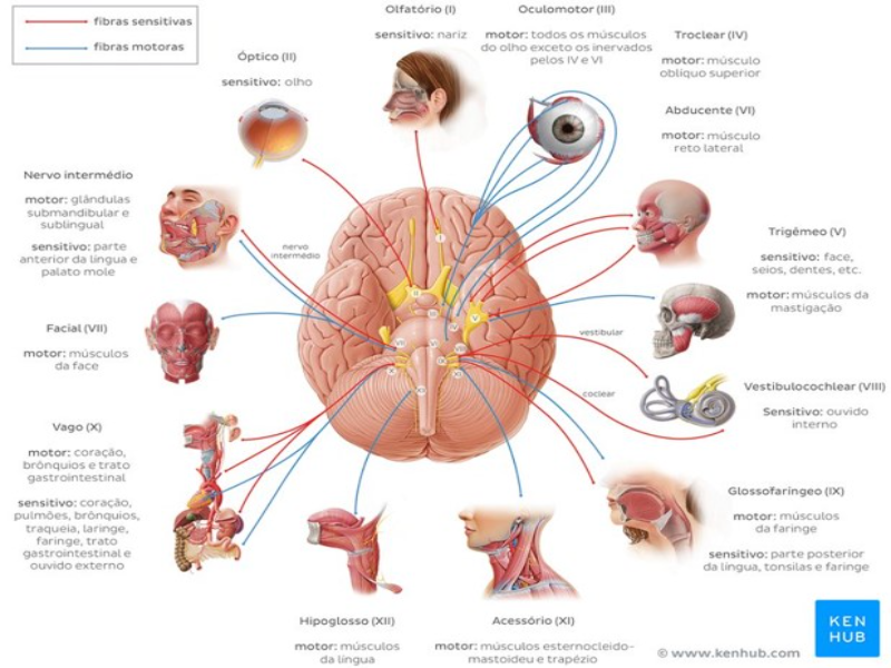 nervos cranianos puzzle