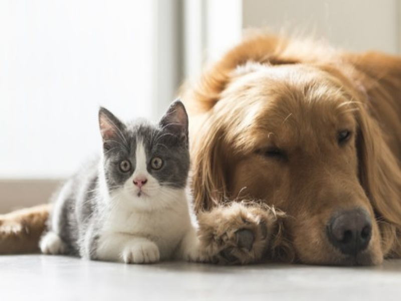 Cão e Gato puzzle