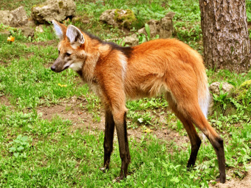 Jogue esse quebra-cabeça e descubra qual é o animal que está em extinção no Cerrado. Divirta-se! puzzle