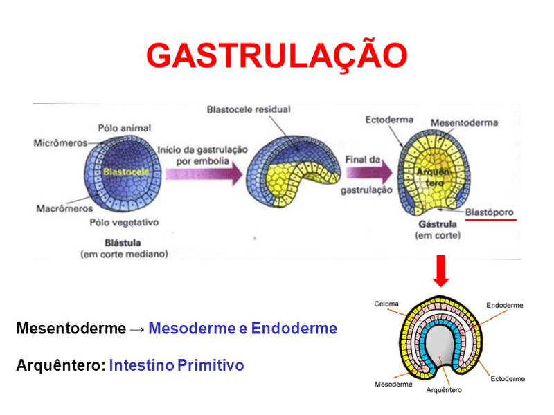 Gastrulação puzzle