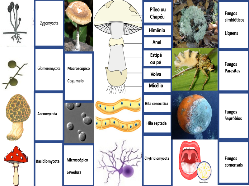 Olá, monte o quebra-cabeça de fungos, exercitando os assuntos estudados.  puzzle
