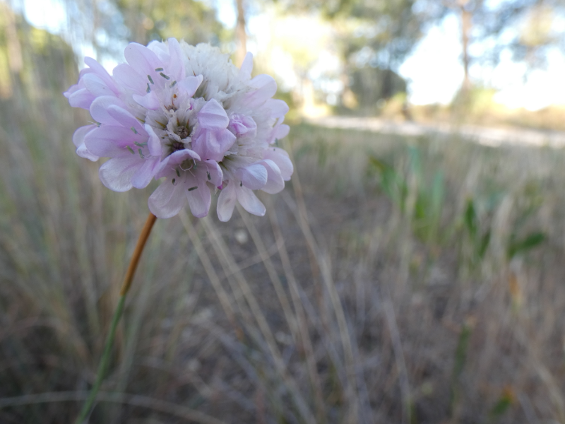 armeria puzzle