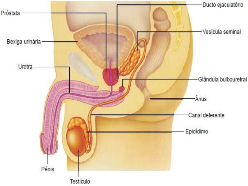 Trabalho de anatomia: Sistema genital masculino puzzle