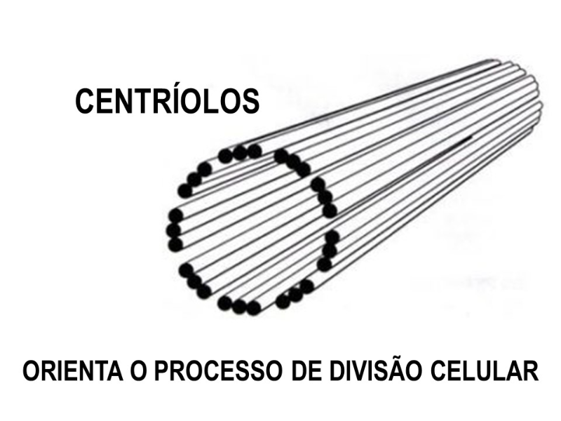 Centríolos puzzle