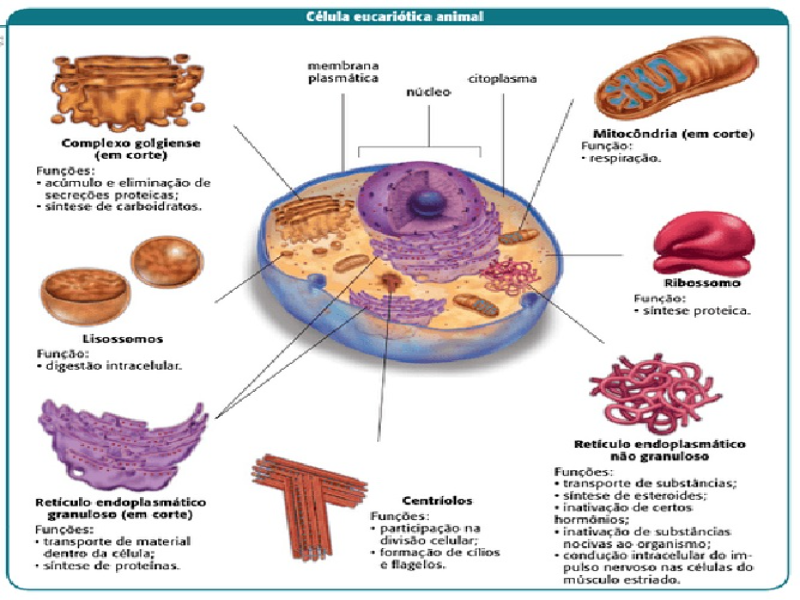 célula eucariótica animal puzzle