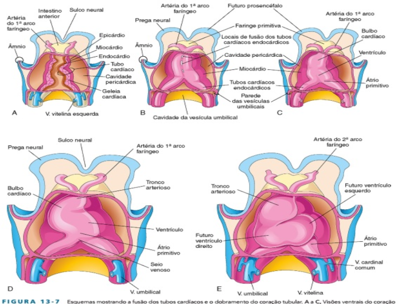Embriogênese do coração puzzle