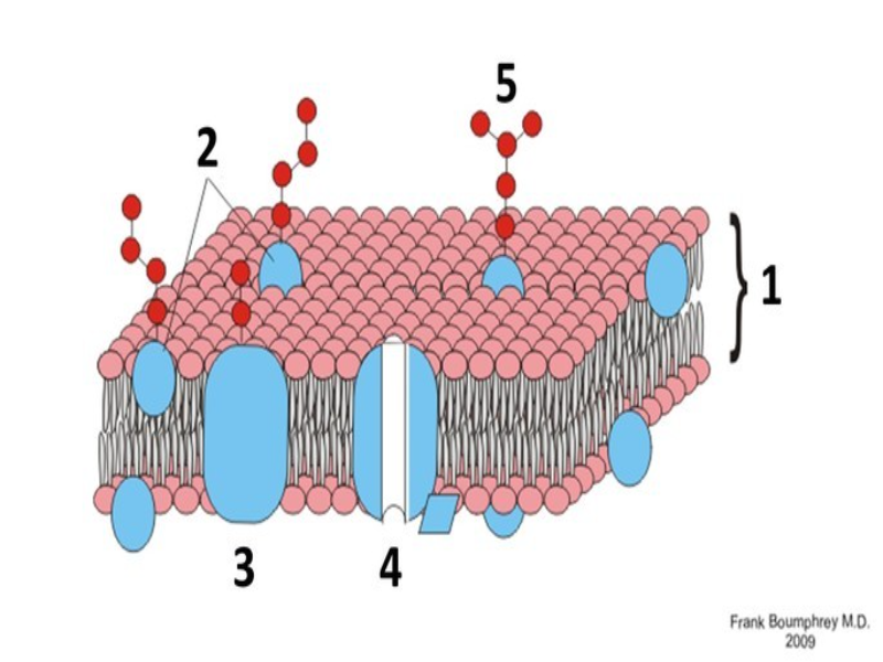 AULA MEMBRANA PLASMÁTICA E A PERMEABILIDADE SELETIVA  puzzle