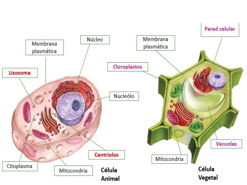 Células puzzle