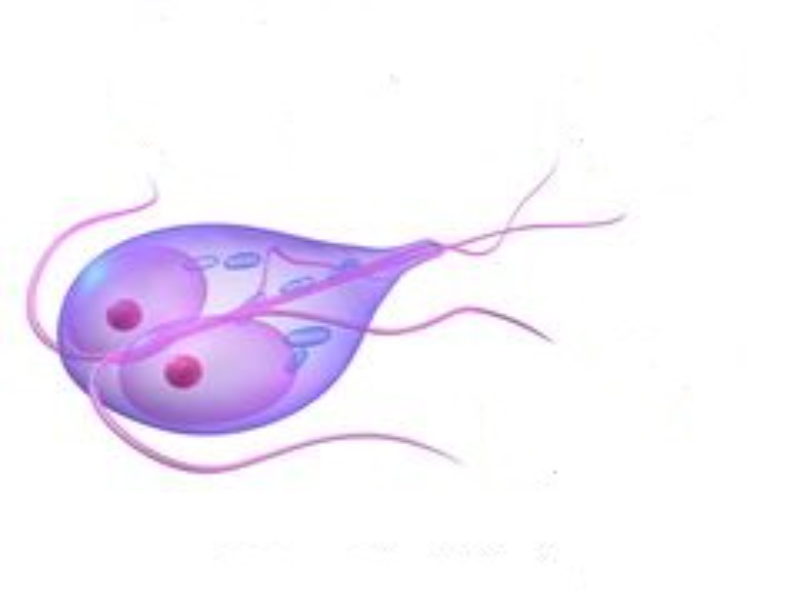 Giardia puzzle