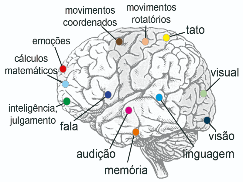 Quebra-cabeças áreas do cérebro puzzle