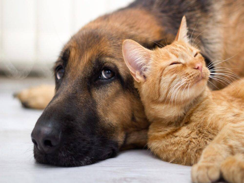 Quebra- Cabeça Animais puzzle