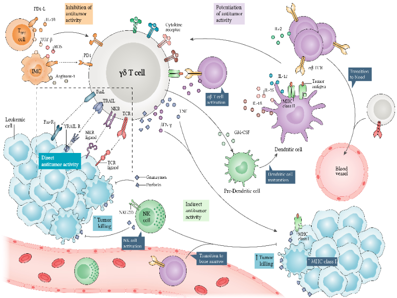 Células T gama-delta na imunidade antitumoral da leucemia e sua regulação. puzzle